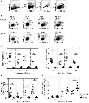 Conventional CD11chigh Dendritic Cells Are Important for T Cell Priming during the Initial Phase of Plasmodium yoelii Infection, but Are Dispensable at Later Time Points